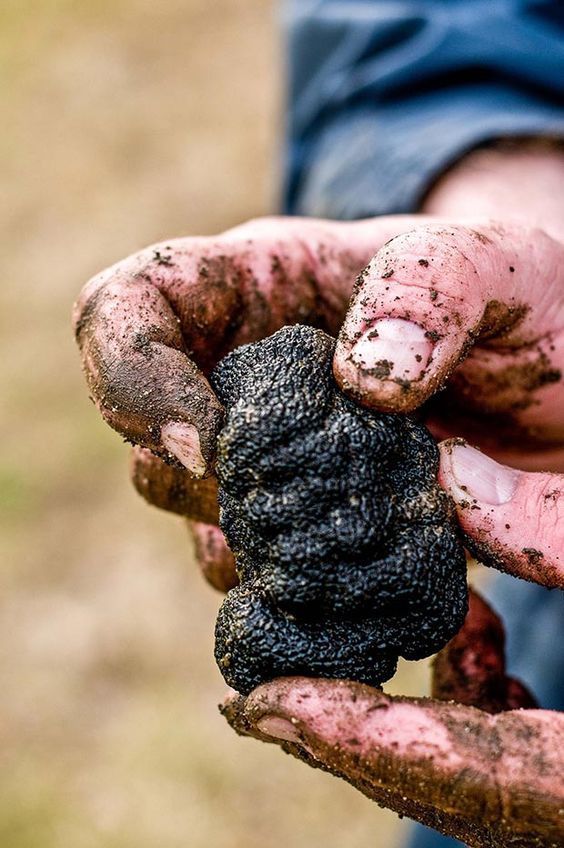 Mains de trufficulteur tenant une truffe noire Tuber melanosporum fraîchement récoltée à Gourdon, Lot