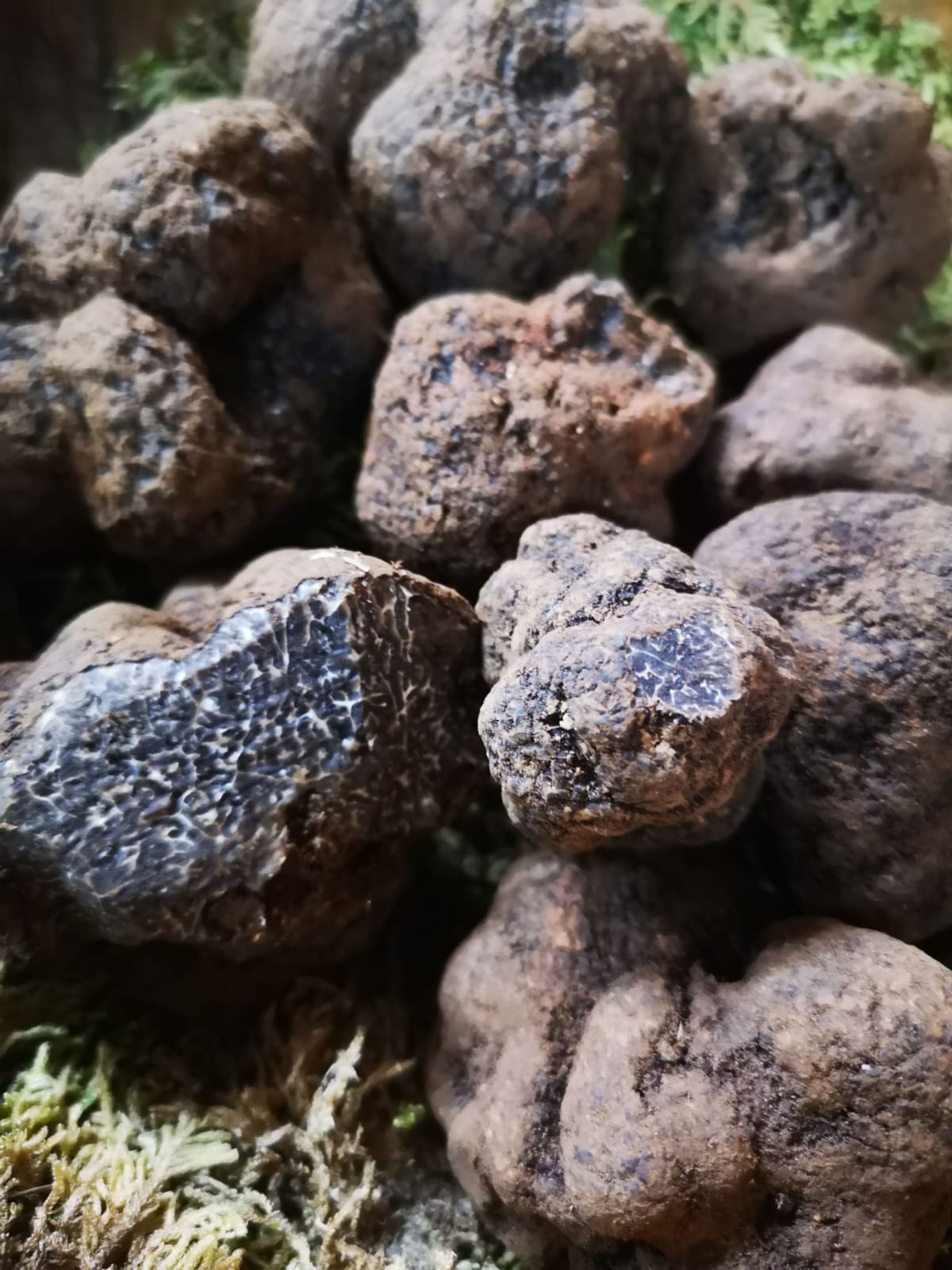 Truffes noires fraîches Tuber melanosporum récoltées à Gourdon dans les Alpes-Maritimes en Provence