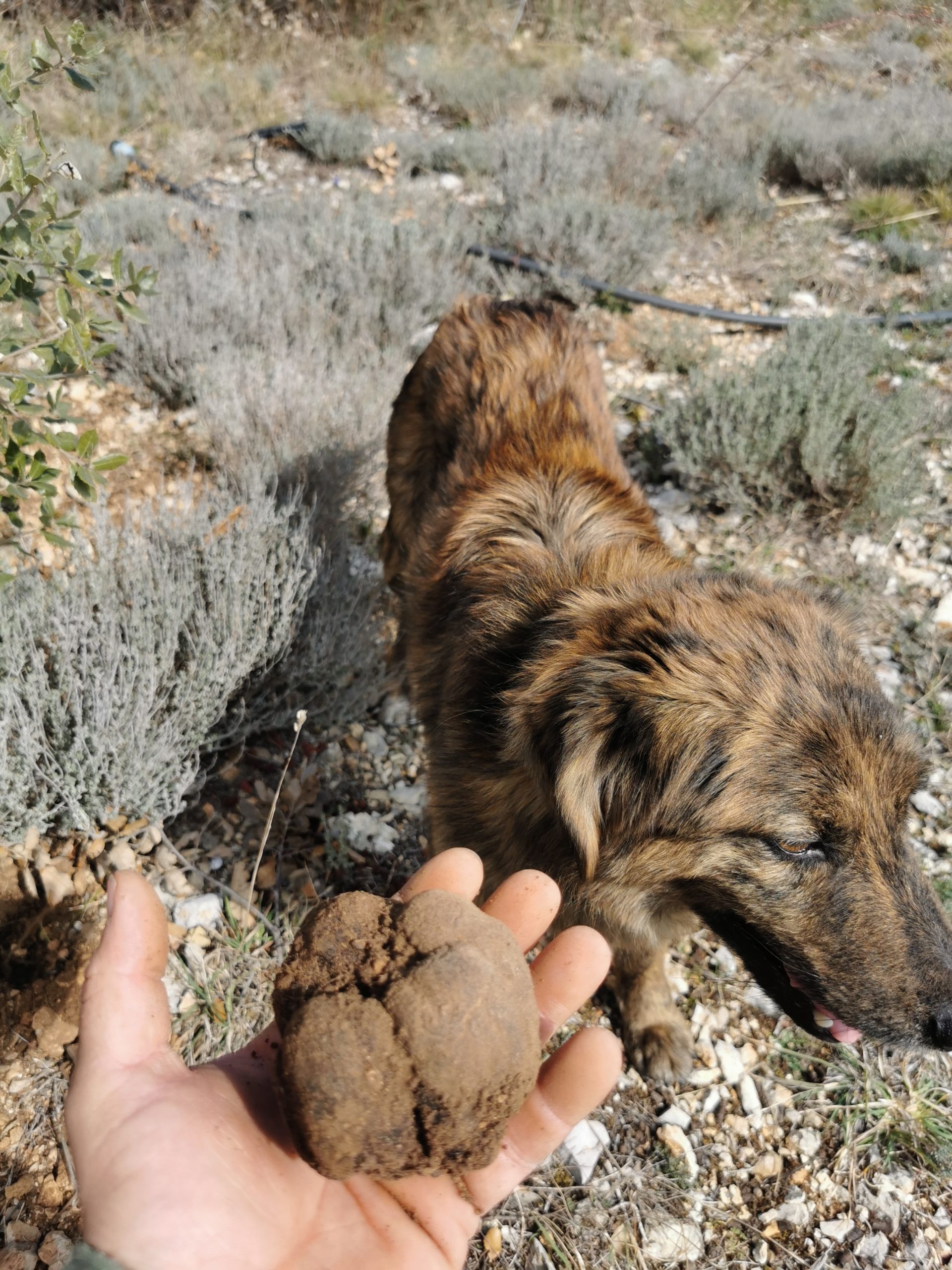 Chien truffier participant au cavage d’une truffe noire Tuber melanosporum dans une truffière à Gourdon en Provence